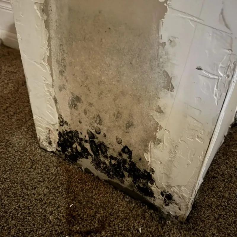 Professional Mold Removal in Van Zandt County, TX